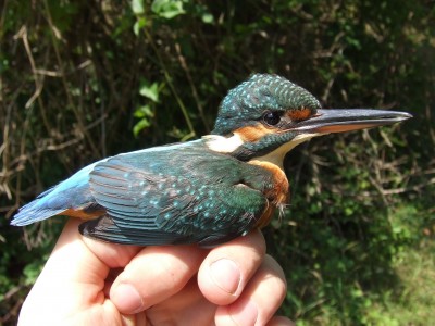 Alcedo atthis